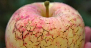 作物缺鈣不要慌，蜜桃AV在线免费播放生物來幫忙